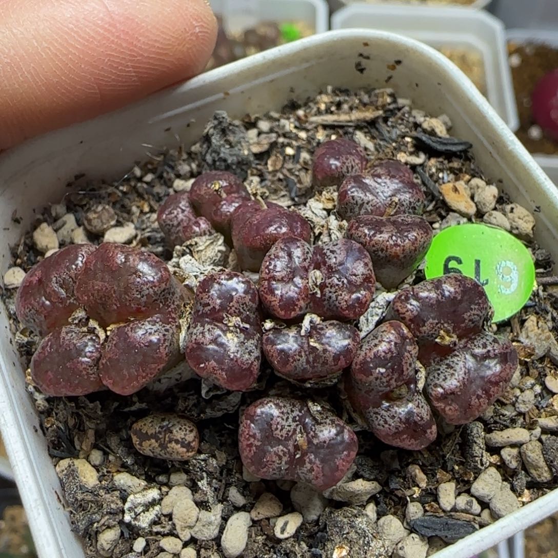 漂漂亮亮多肉植物619