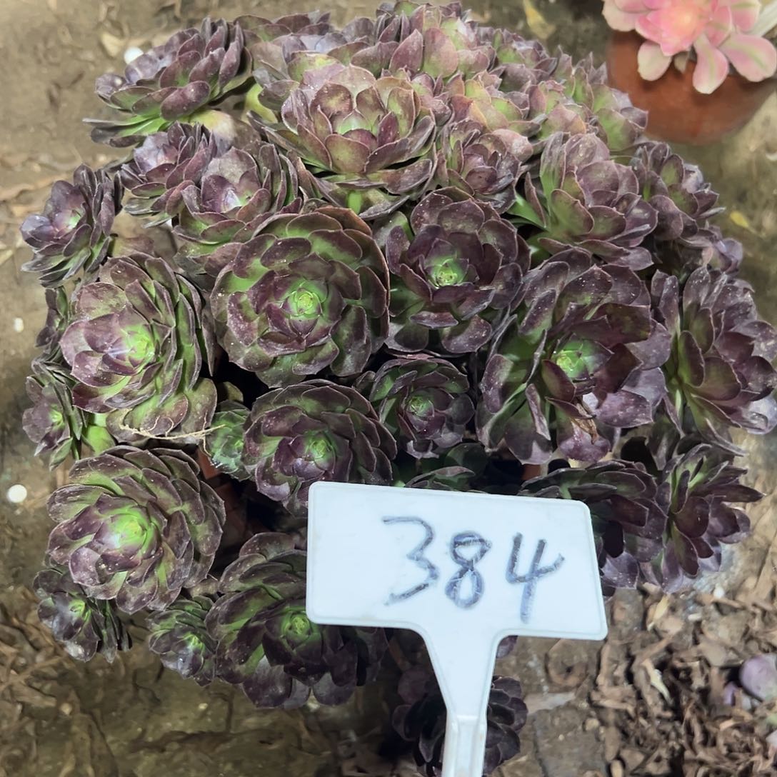 多肉植物紫罗兰法师384