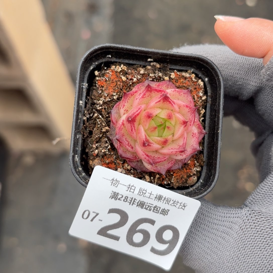 焰火单头多肉多肉