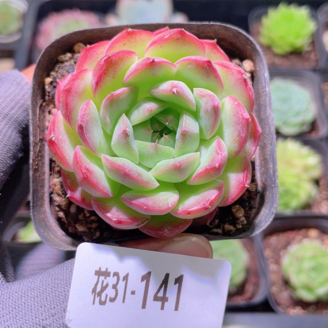 花利美31-141新品