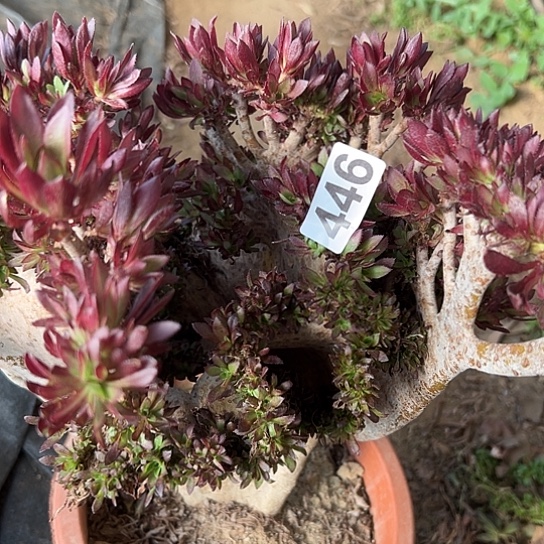 严***彬多肉植物一个有伤