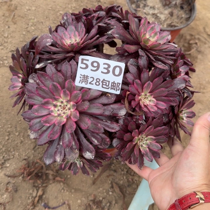 5930三号棚紫霞仙子丛林A