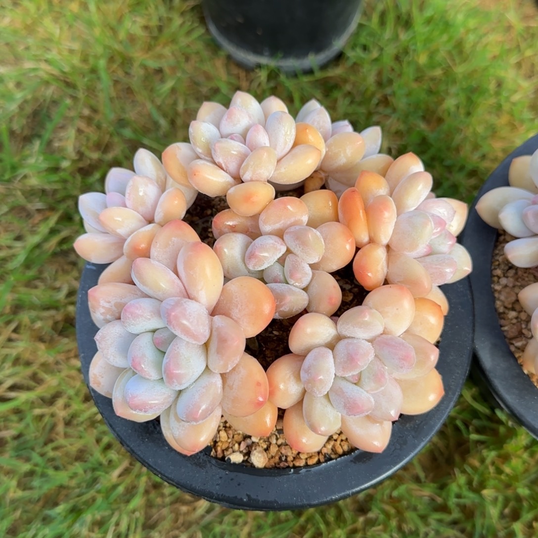 小***柒多肉植物多肉植物