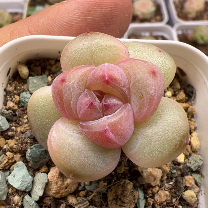 一物一拍精品糖心，尺寸不大介意勿拍