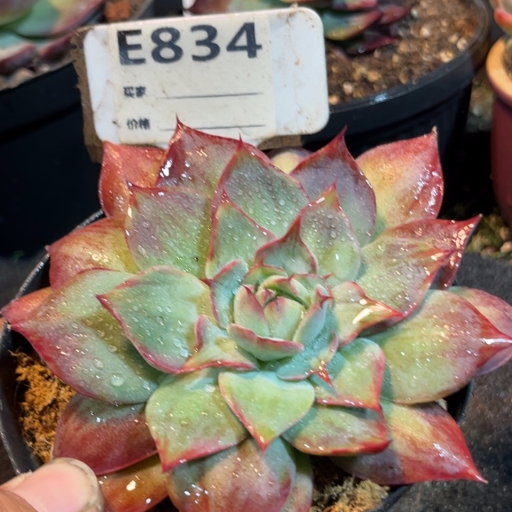 惊鸿一物一拍包装收缩花旱834