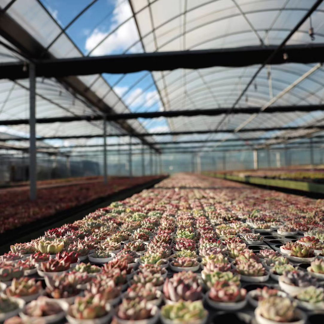 一土花园一物一拍2