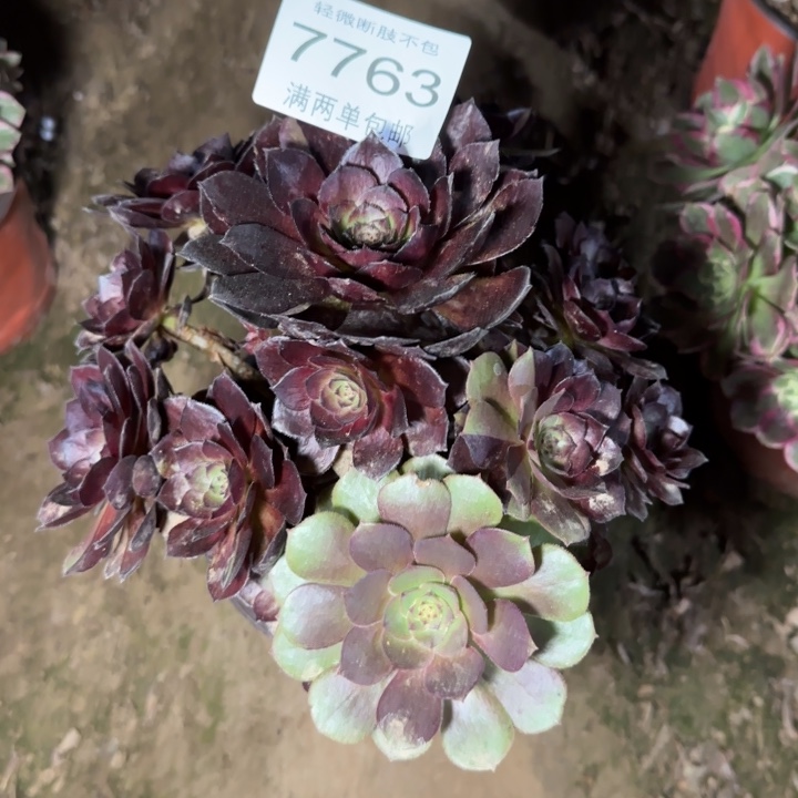 7763黑美人多肉植物