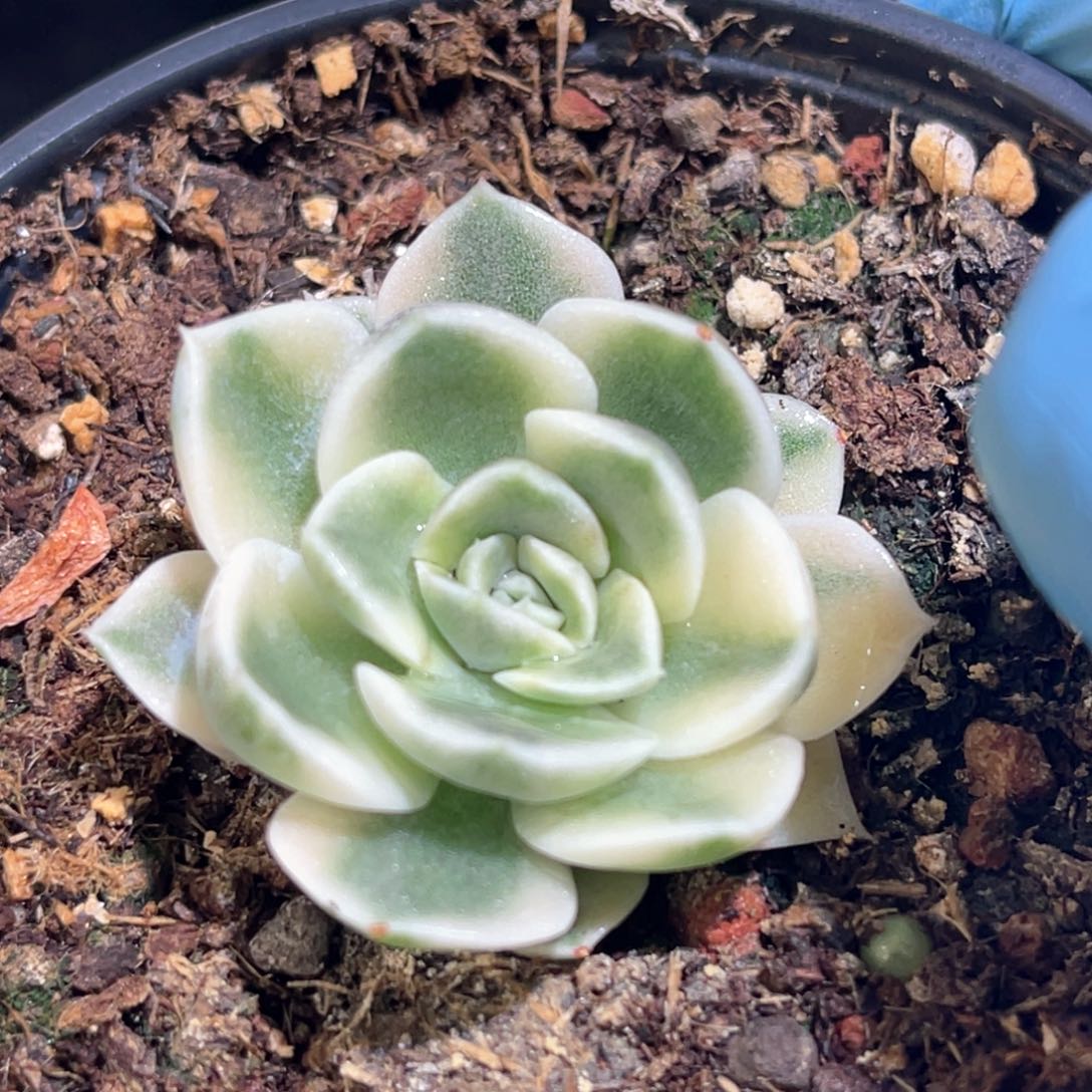 多肉特价汉堡锦911