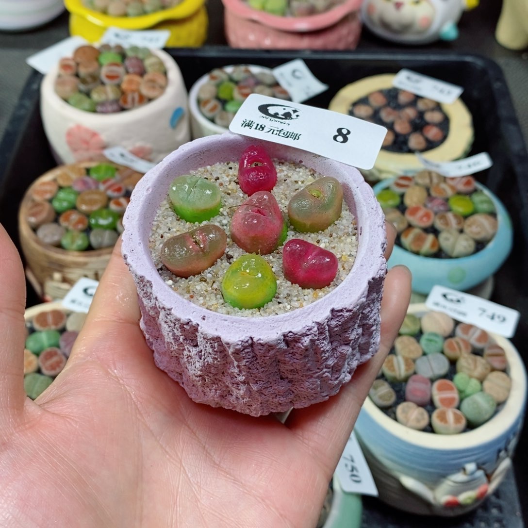 生石花花花花花花8