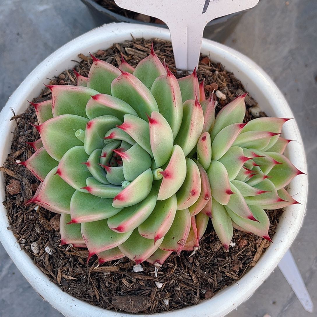 于***姐00000000000000564