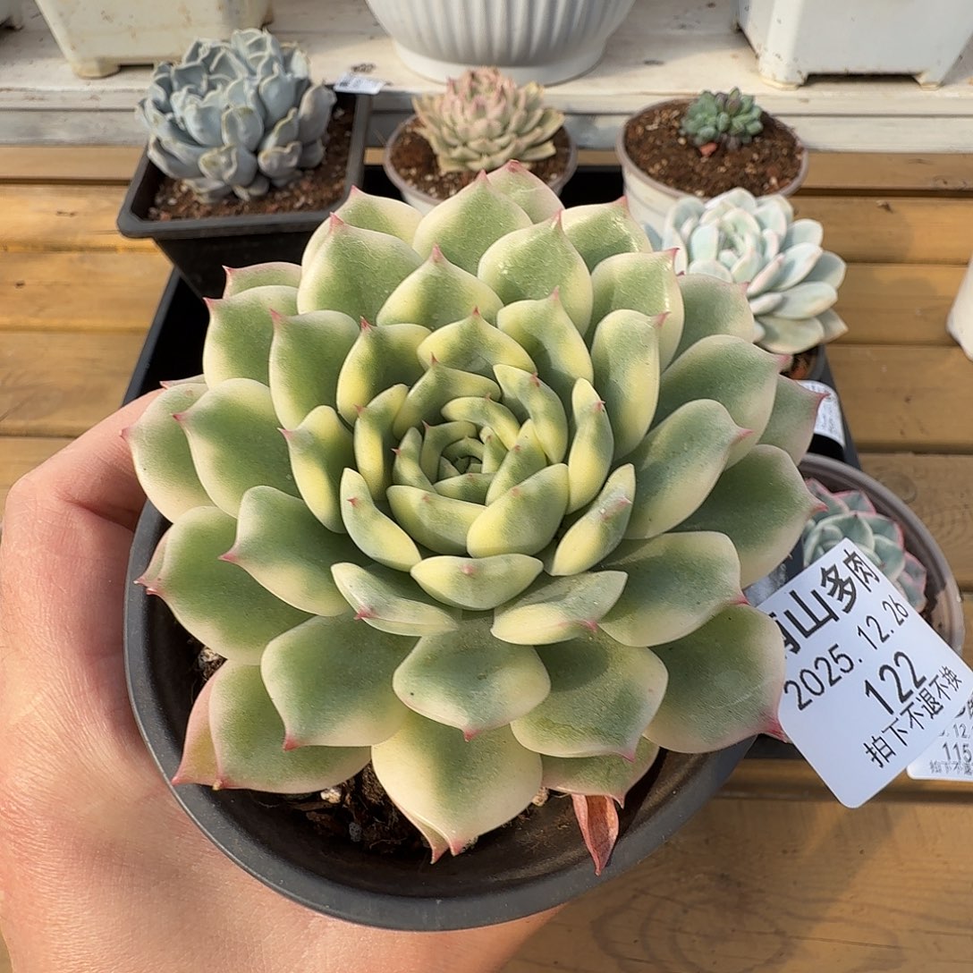 十秋锦11111226-122