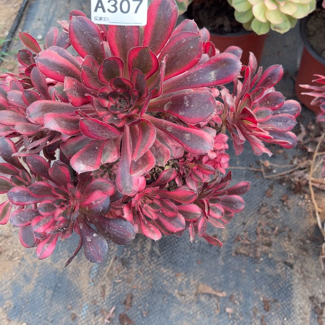 307香内儿多肉植物法师多肉