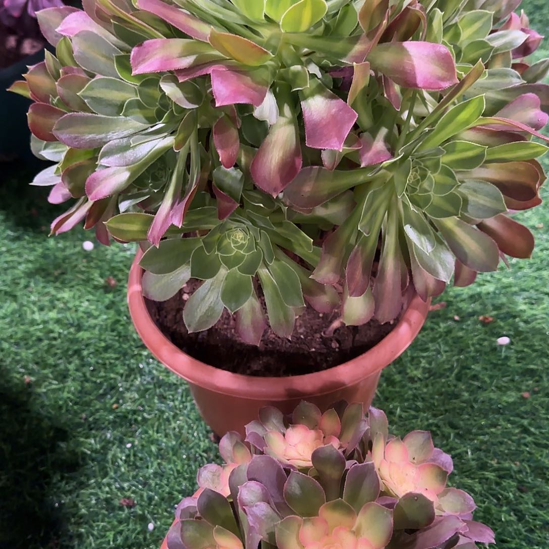 多肉植物福利组合火焰洛神685