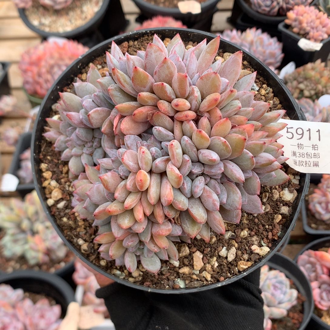 12厘米底切双排石榴籽缀  5911