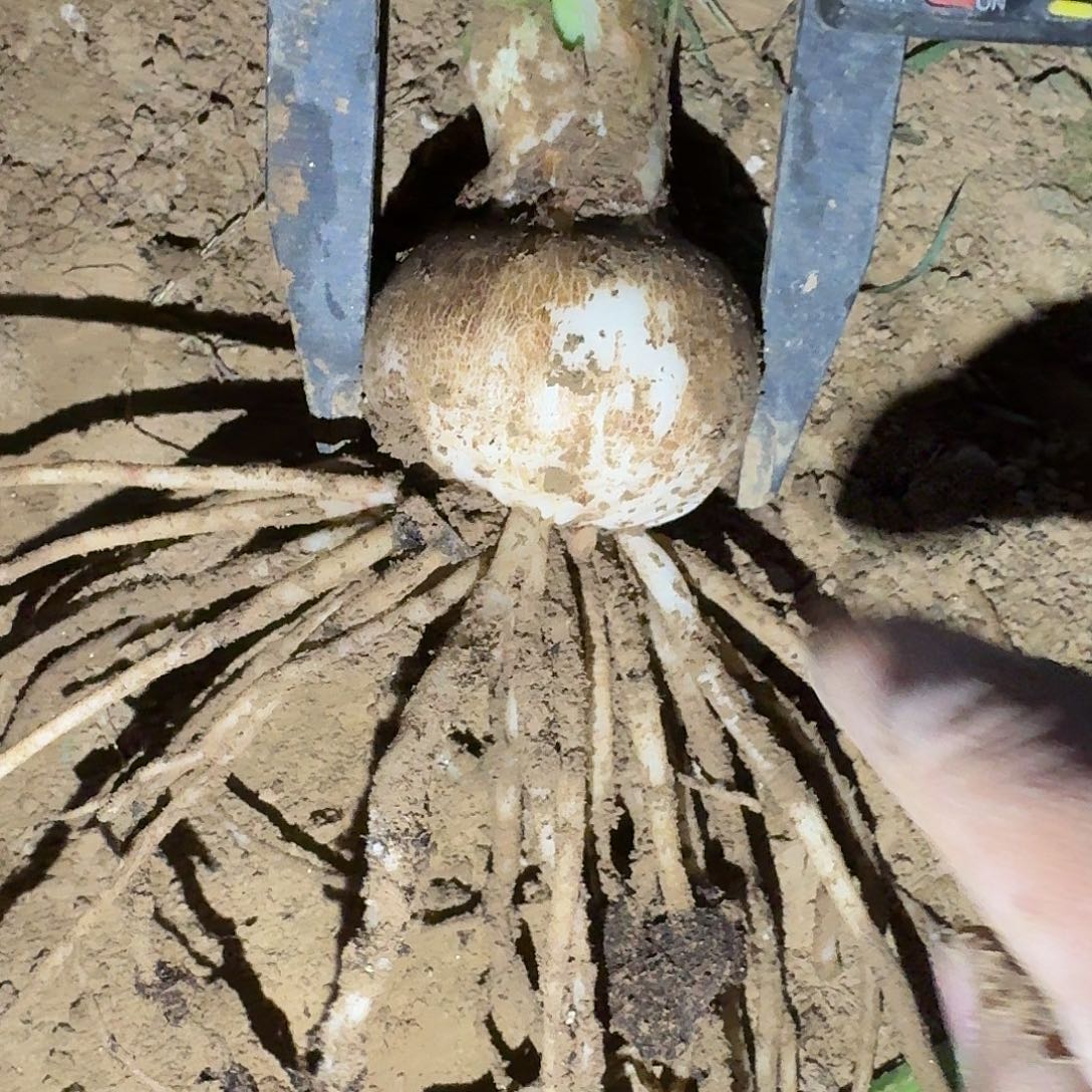 交响曲5厘米裸根剪叶一棵