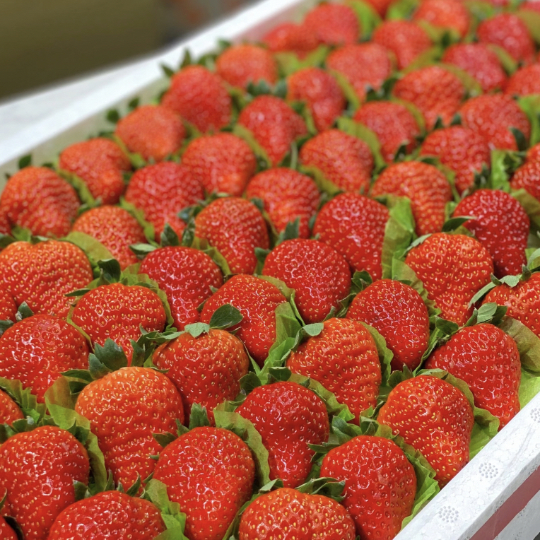 【丹东红颜草莓 一级大果 1箱1.4斤20颗】
