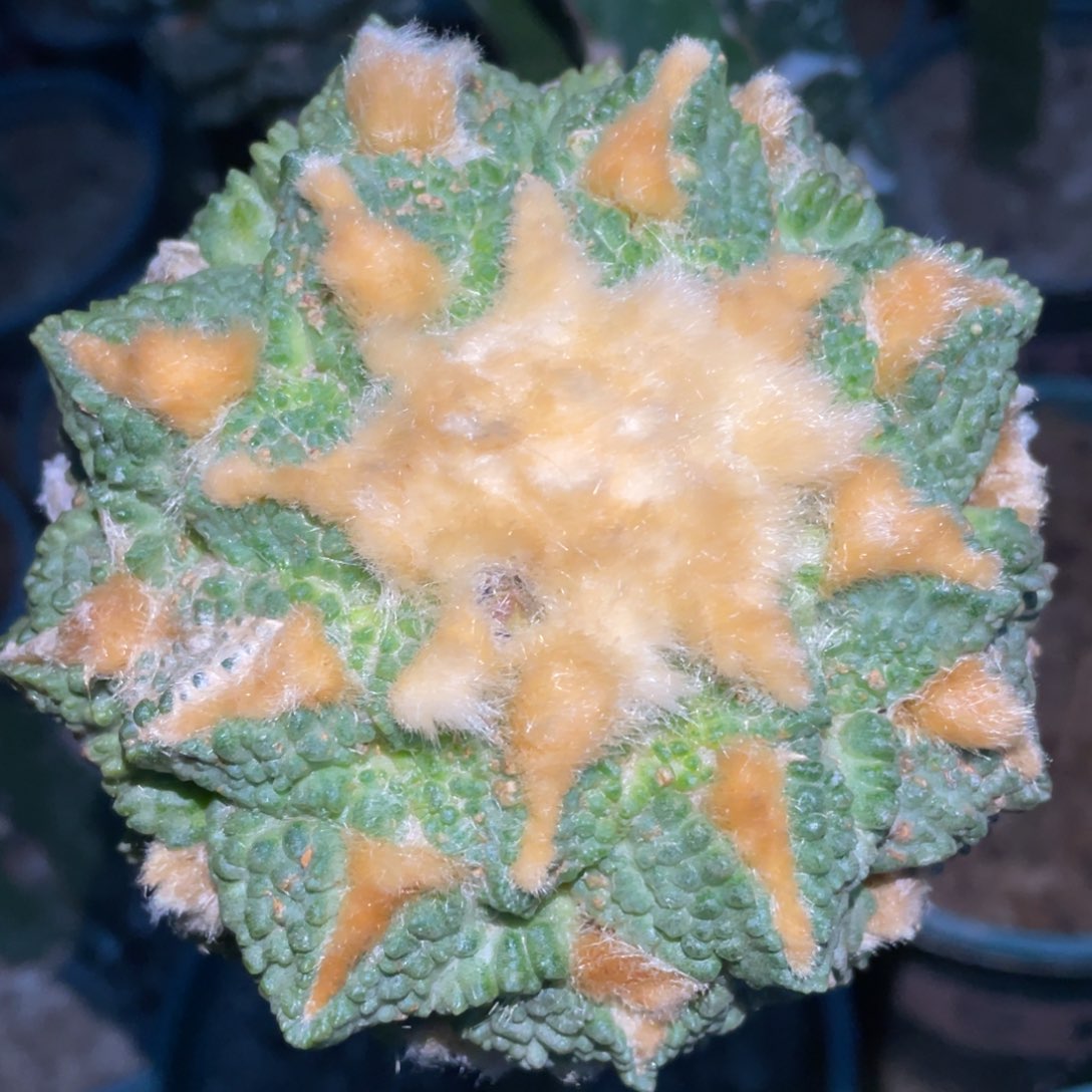全部花朵金毛大型龟甲牡丹634