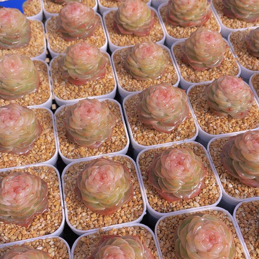 量拍76号 冻唇蜜珍妮单头一个