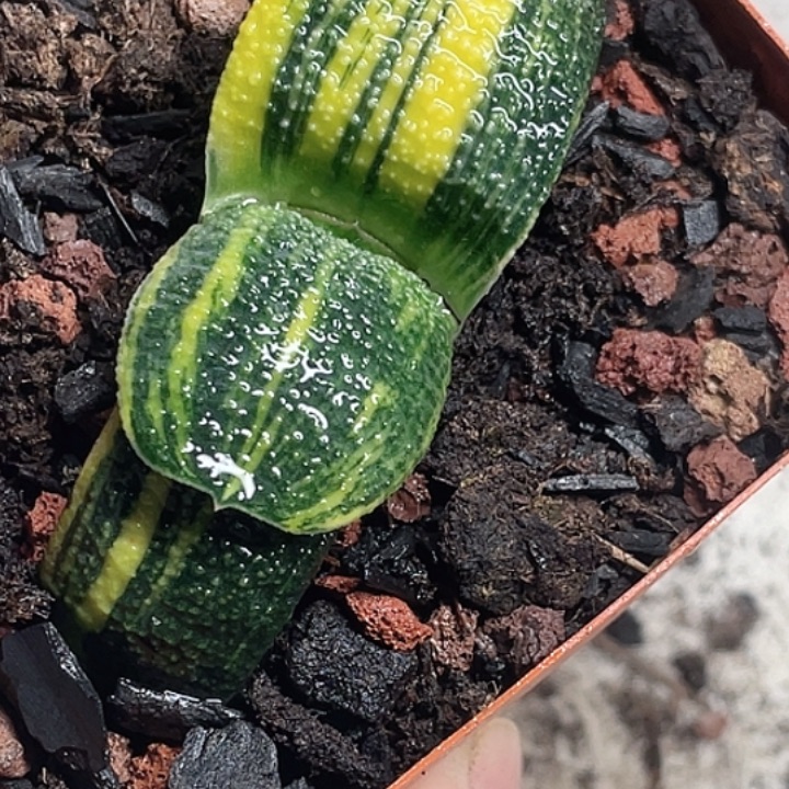 五***钱客户专拍一物一拍