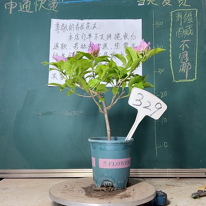 当前无花栽培后可以开花金夫人 329