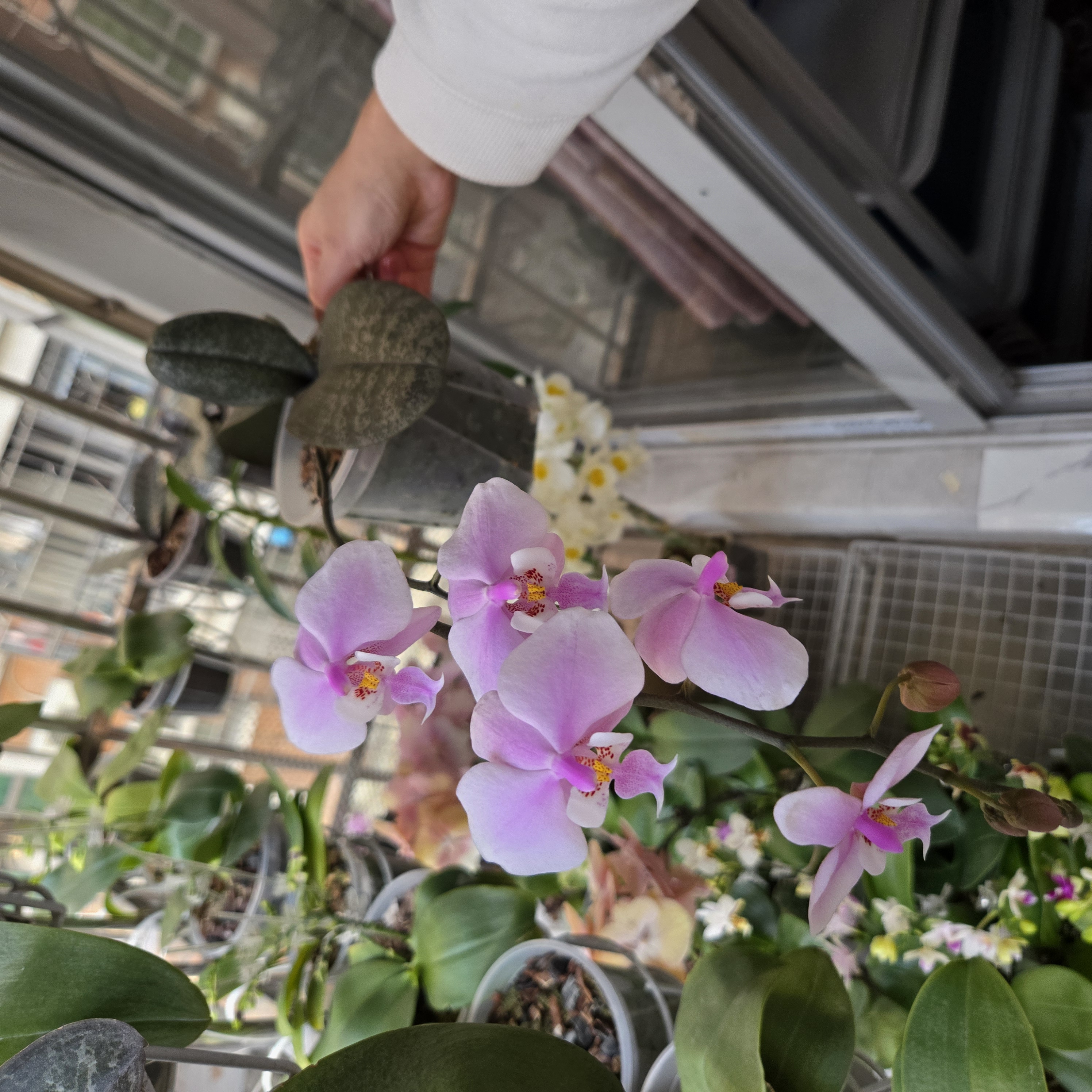 王子系列西雷利（3.5）（实生苗）  有少许空根 