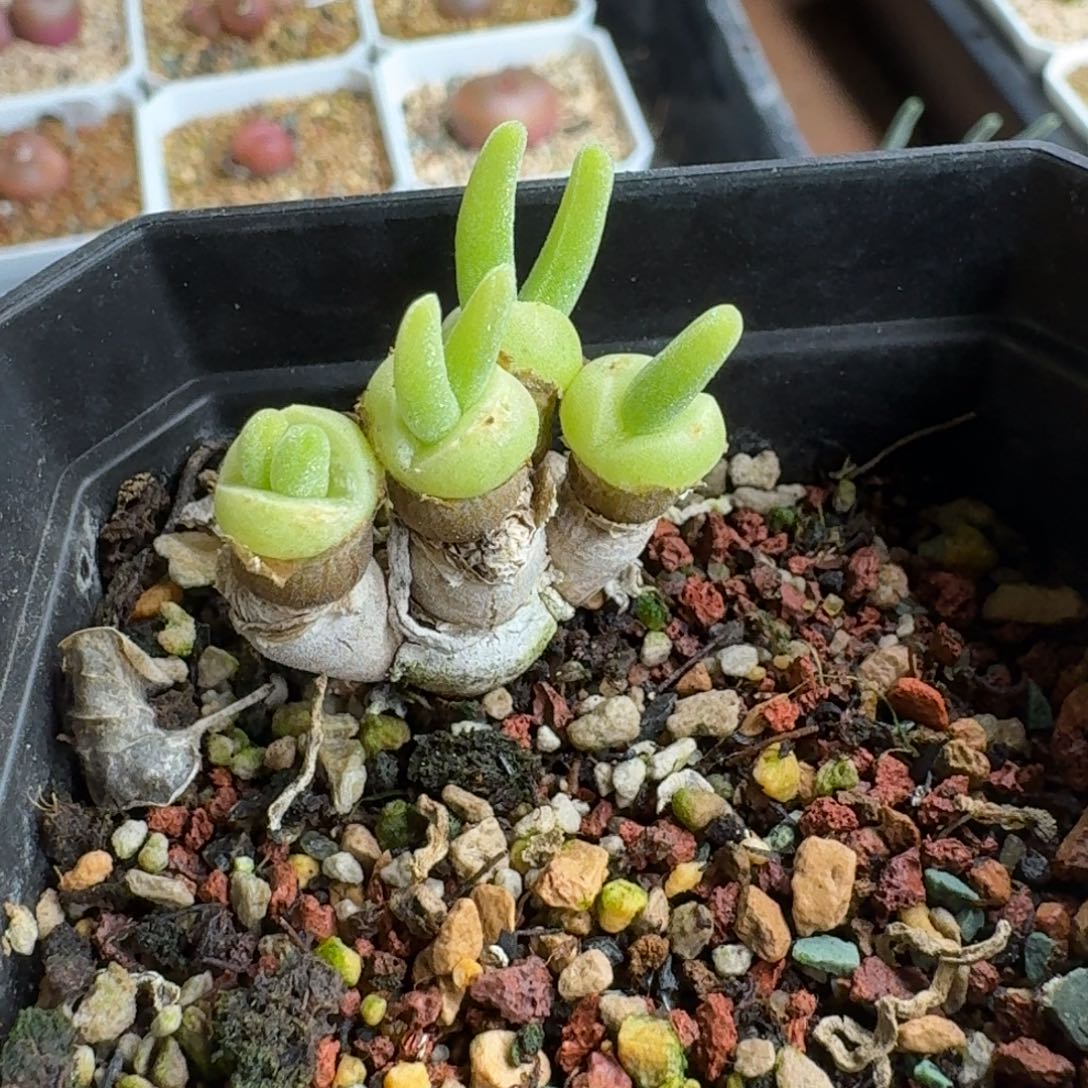 煮***茶1222-054小兔子碧光环