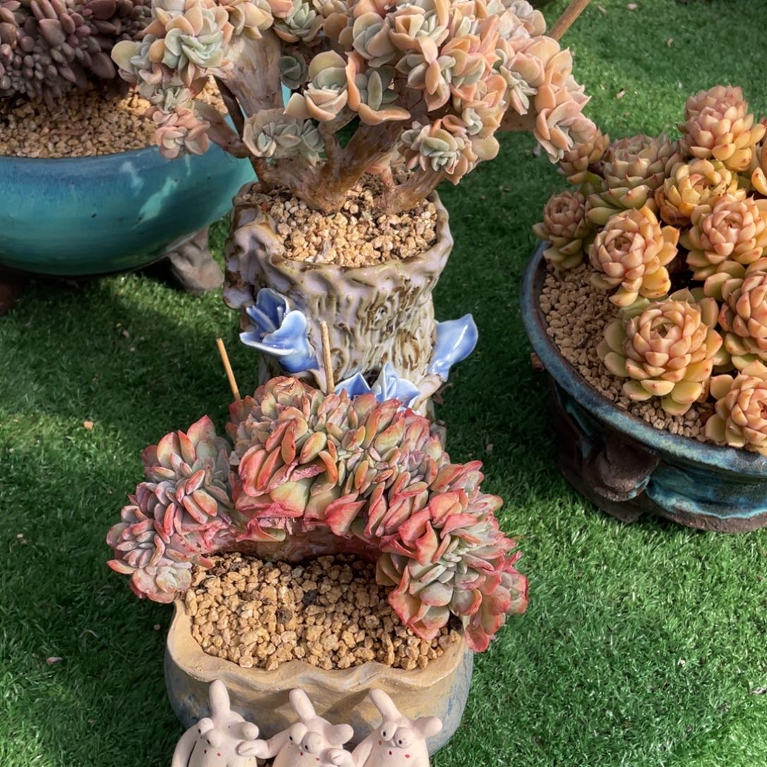 可爱玫瑰缀雪凤缀化