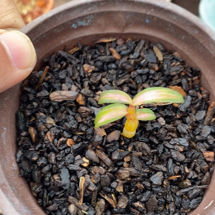 无花朵艺草11111111111