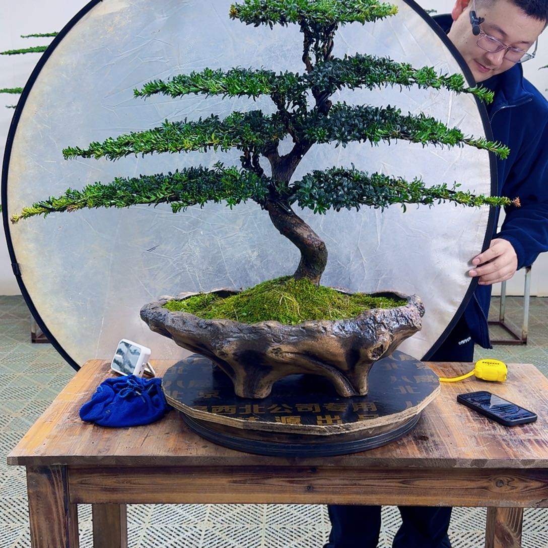 无花朵珍珠红芽罗汉松造型盆景