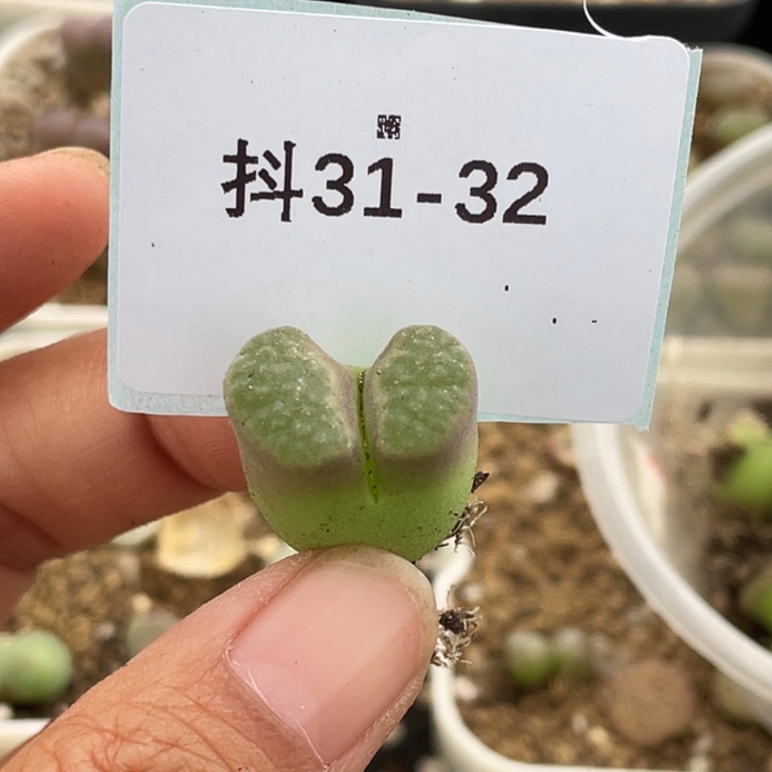 1****431-32肉锥多肉植物