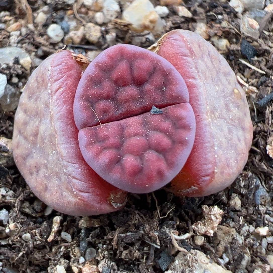 2.5好看的多肉635