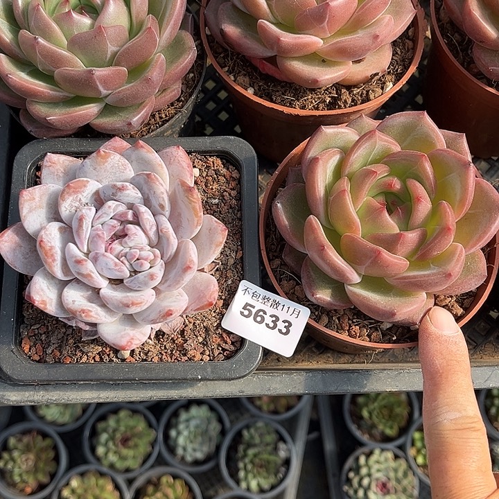 阿雅园艺。      5633两颗