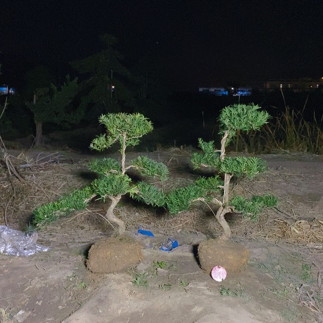 300/2小叶雀舌罗汉松