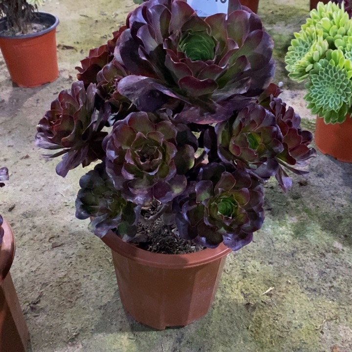 美金玫瑰多肉植物145