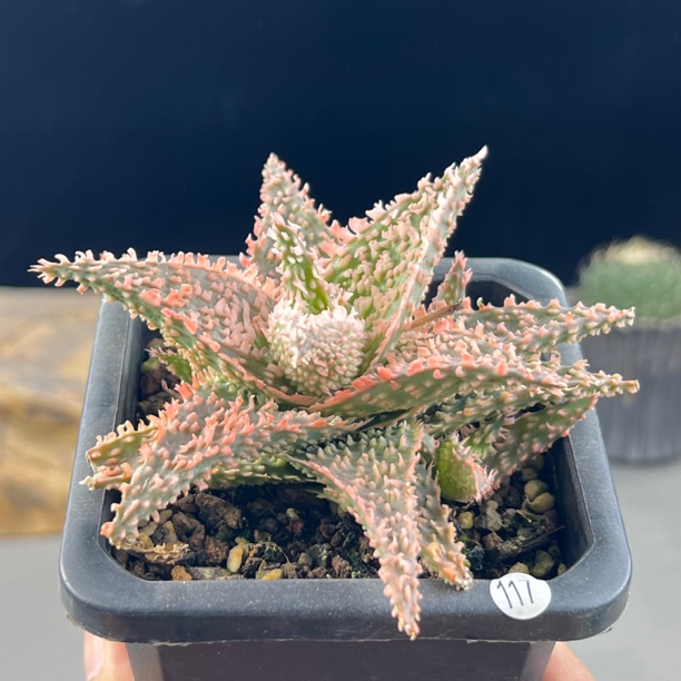 密尤芦荟一物一拍117