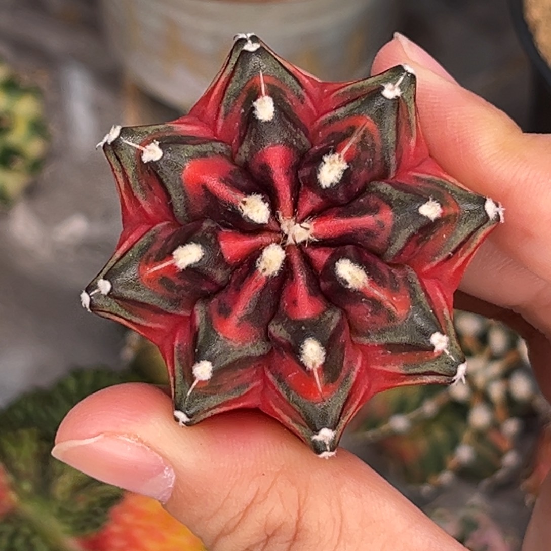 血腥玛丽 米哈仙人球