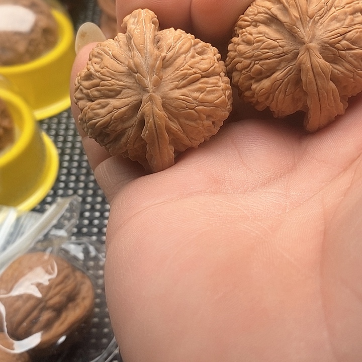 兜***.白狮子。。。。