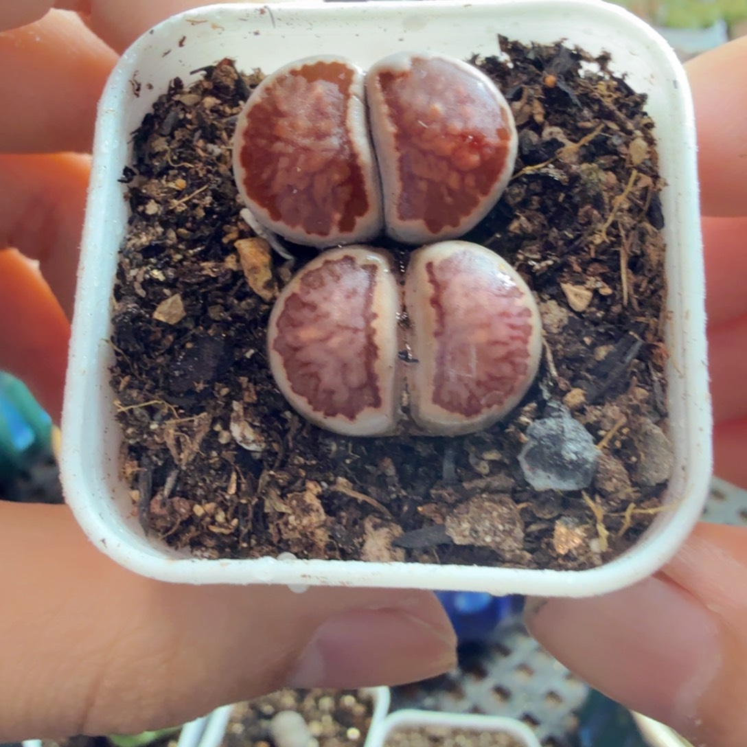 ****多肉葡萄的味道真的很952