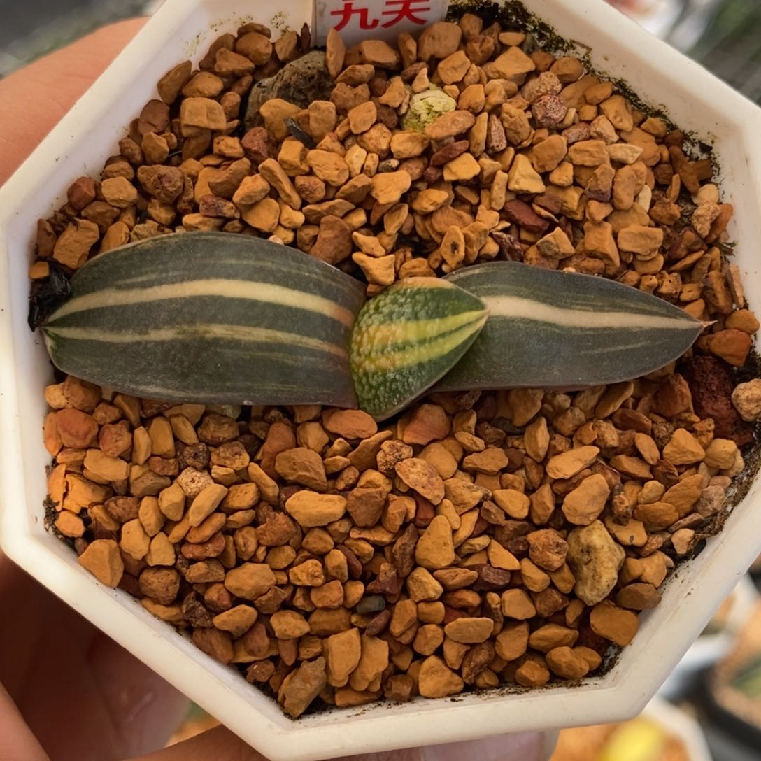 77号珍珠卧牛锦多肉