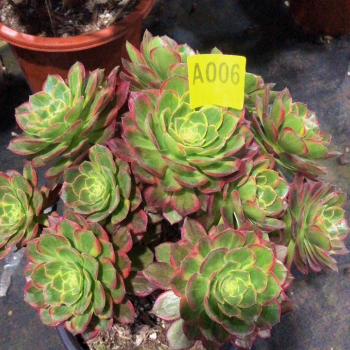 万黄锦多肉00600000000