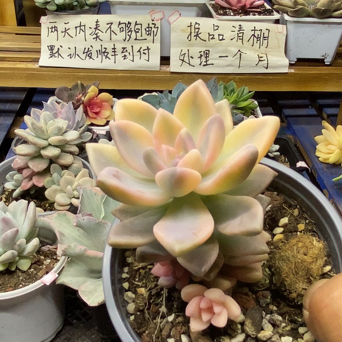 29191 淡雪锦带崽