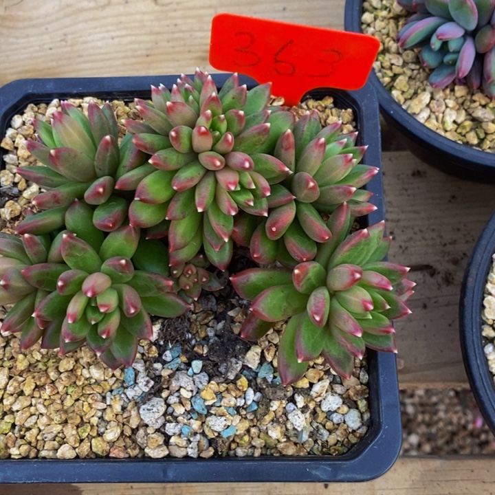 这就是为什么在这里要