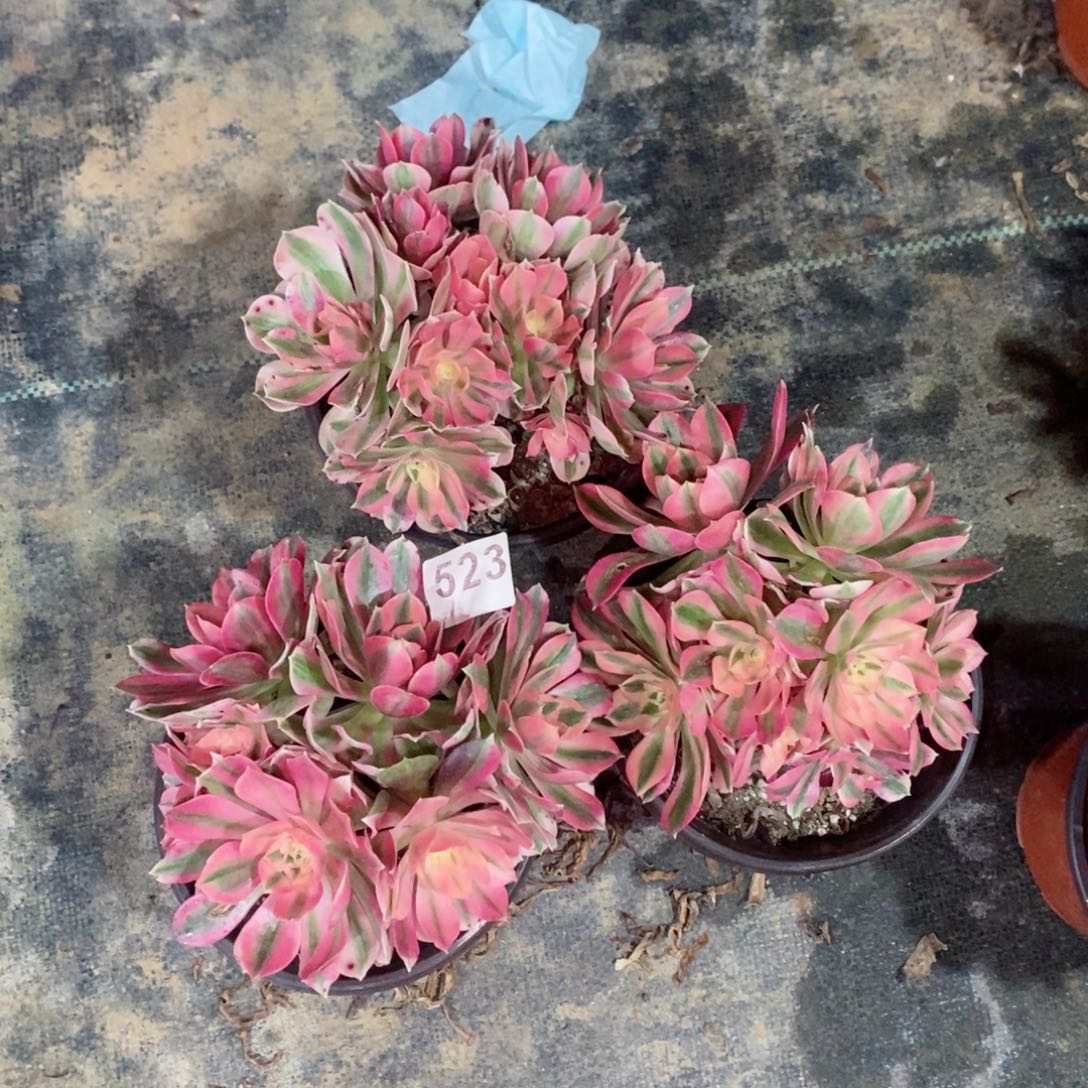 粉女巫523多肉1111