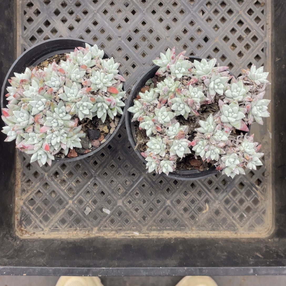 白菊两盆一组无砍无摘