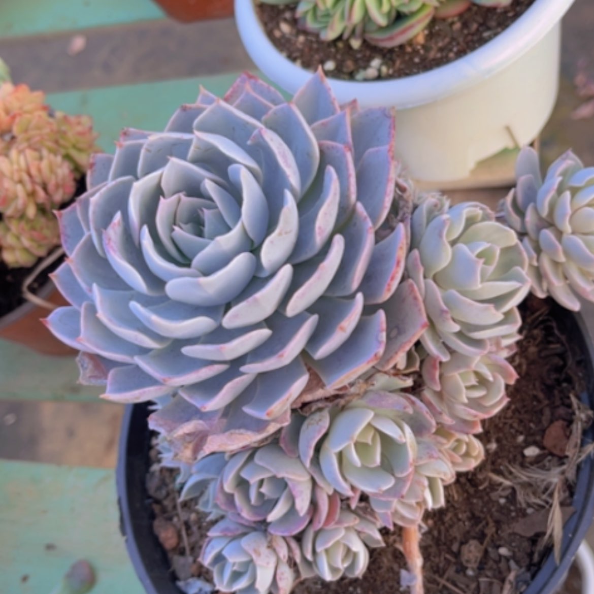 【闪购商品】蓝石莲22260