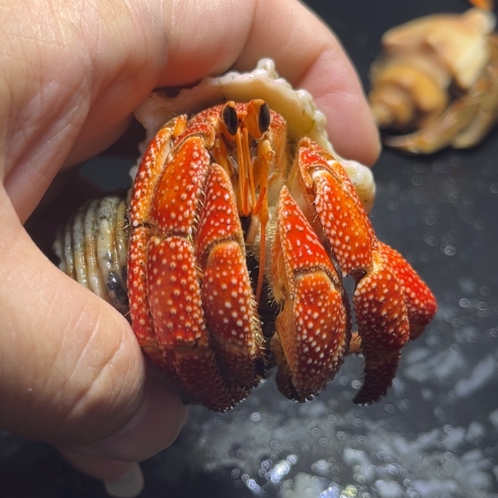闪7号毛球3.5口径