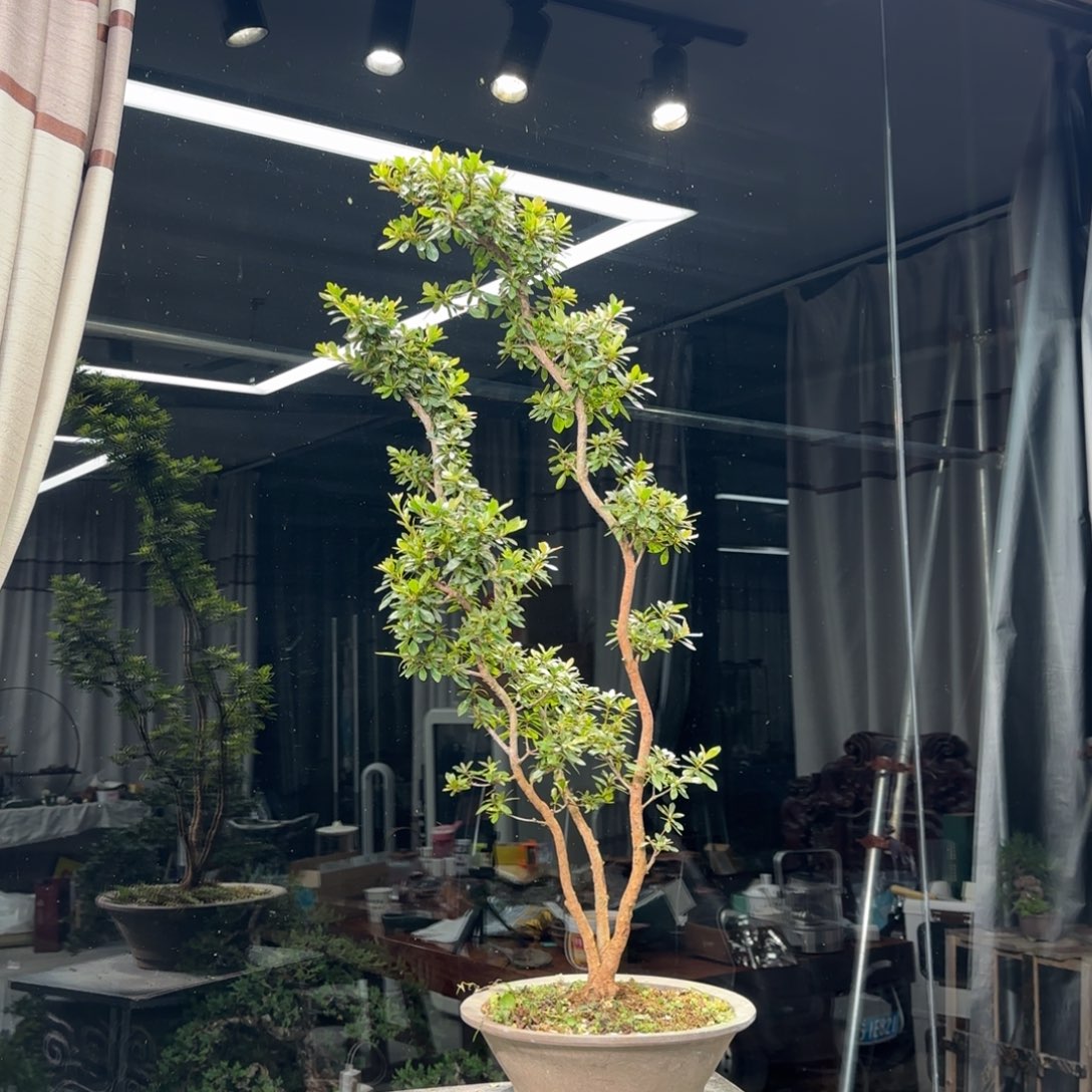 浮***生无花朵花卉苗木花卉苗木