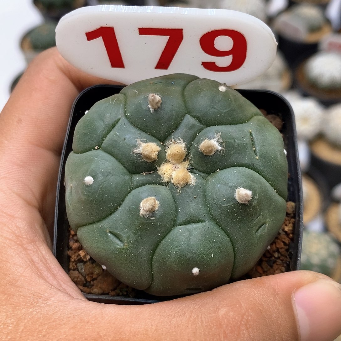 179福利特价来特价咯