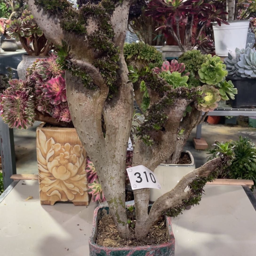 310黑法缀       多肉    