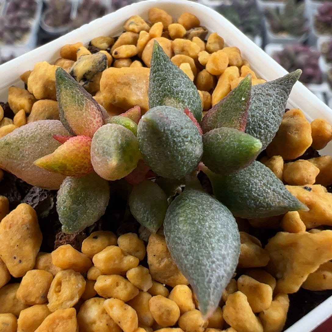 炸辣椒锦阴阳头亮黄锦多肉植物